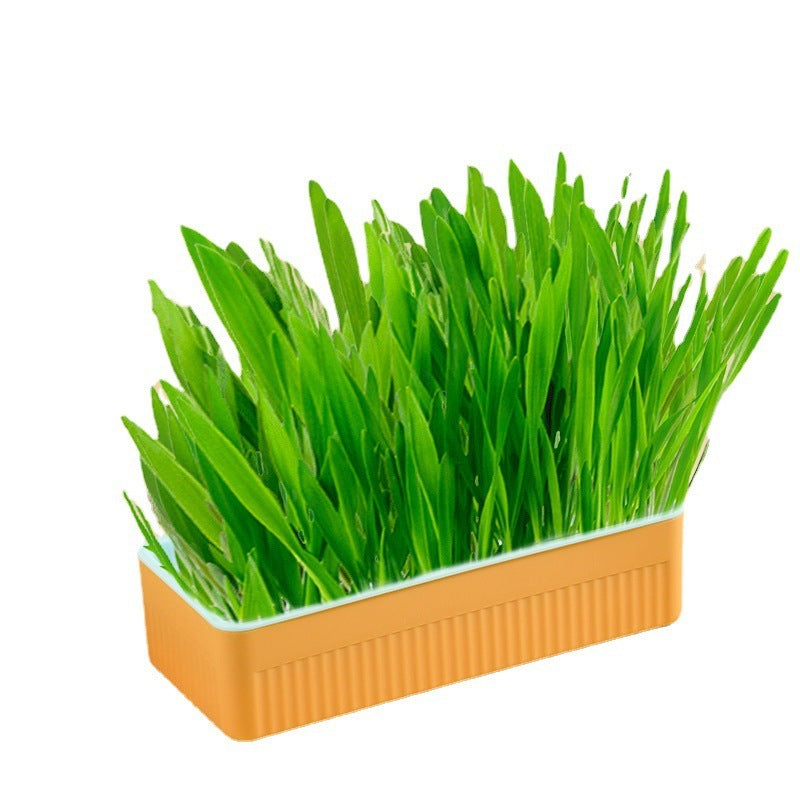 Hydroponic Cat Grass Box