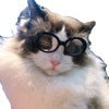 Pet Dog Cat Multi-color Sunglasses